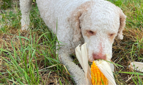 Lagotto romagnolo bianco che gioca