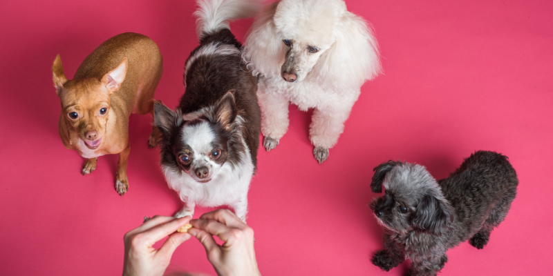 Cibo per cani ipoallergenico: le 10 migliori scelte cover