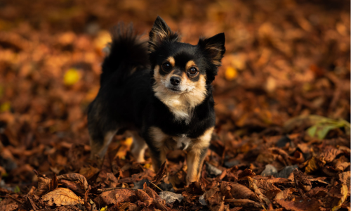 Cagnolino in giardino