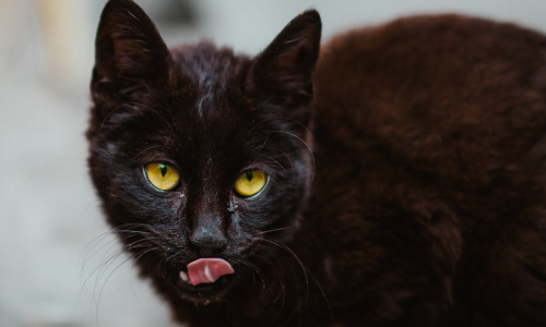 Gatto nero mentre si lecca i baffi