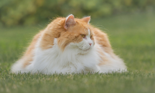 Gatto rosso steso in un prato