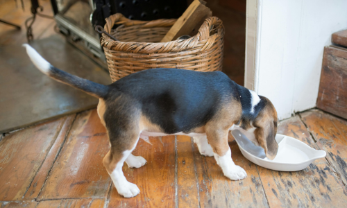 Cane mentre si dirige verso la ciotola dei croccantini