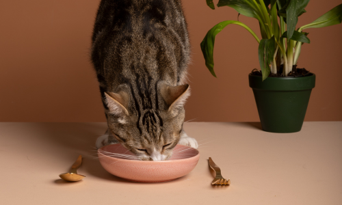 Gatto mangia nella ciotola bocconcini