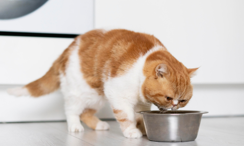 Gatto bianco e rosso mangia cibo umido nella ciotola