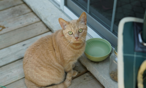 Gatto guarda il padrone mentre aspetta il cibo nella ciotola