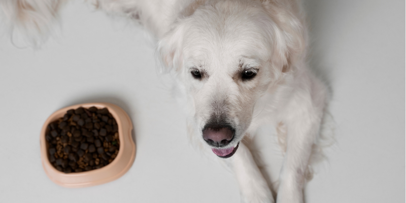 Le Migliori Crocchette per Cani Sterilizzati Raccomandate dai Veterinari cover