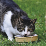 Gatto mangia cibo umido nella ciotola