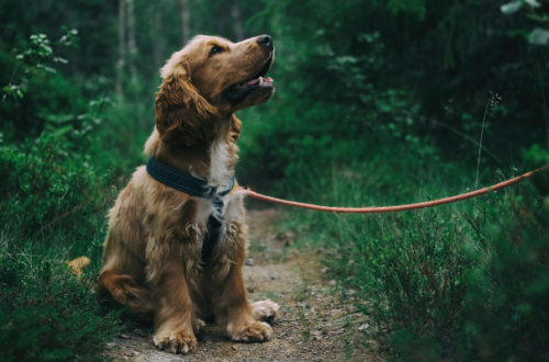 Dalla ciotola al pianeta: l’impatto ambientale del Pet Food thumb