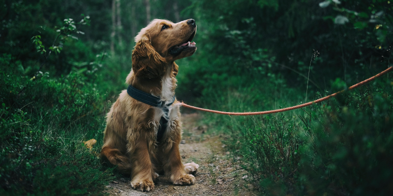 Dalla ciotola al pianeta: l’impatto ambientale del Pet Food cover