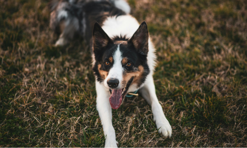 Border Collie