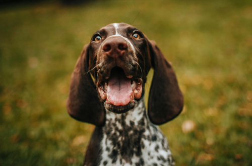 Le marche di cibo per cani da evitare assolutamente thumb