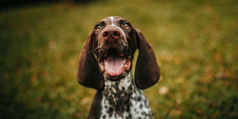 Le marche di cibo per cani da evitare assolutamente cover