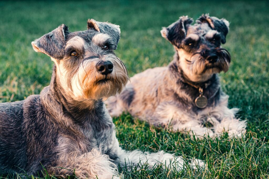 Schnauzer