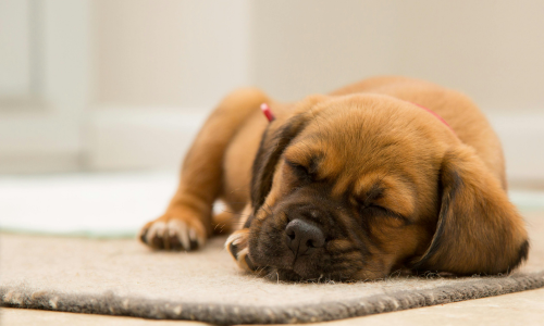 Cane con problemi intestinali