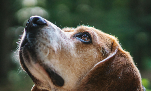 miglior umido gastrointestinal per cane