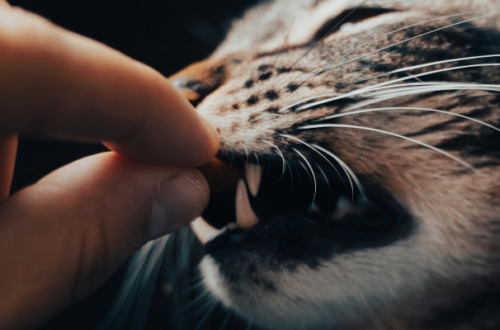 Crocchette senza cereali per gatti: perché sceglierle e quali sono le migliori marche thumb