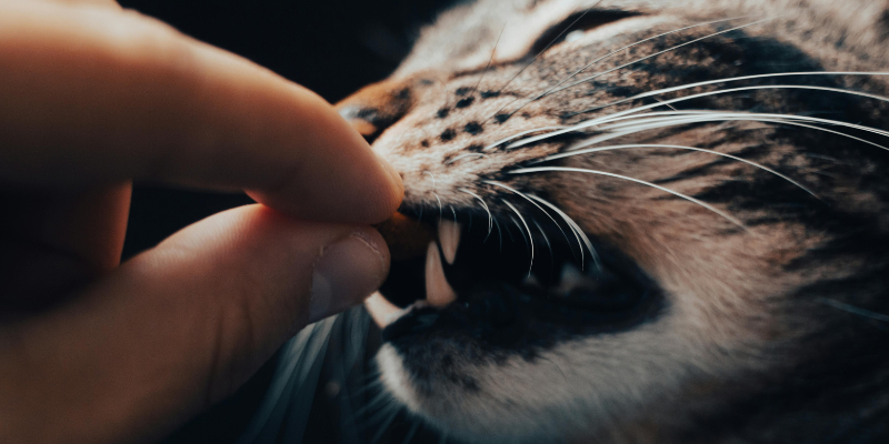 Crocchette senza cereali per gatti: perché sceglierle e quali sono le migliori marche cover