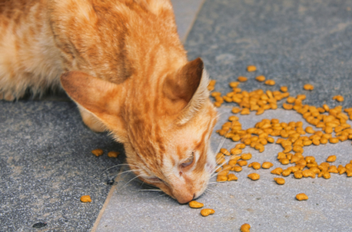 I migliori croccantini per gatti con problemi urinari: guida completa thumb