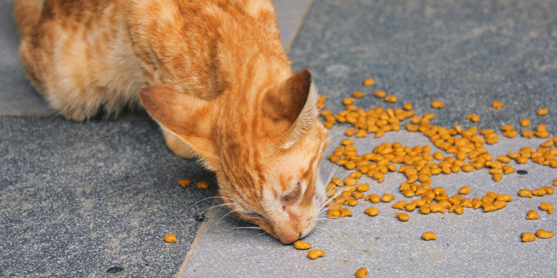 I migliori croccantini per gatti con problemi urinari: guida completa cover