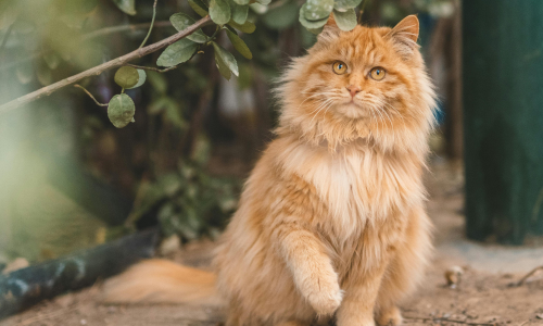 Come eliminare i nodi dal pelo del gatto