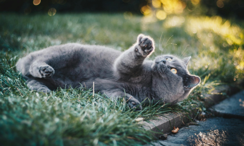 Come rendere il pelo del gatto lucido e morbido