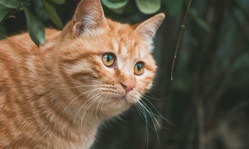 Come pulire il pelo del gatto