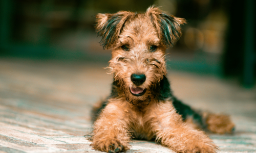 cibo per cani senza cereali