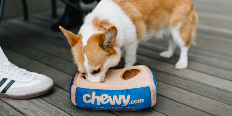 Guida all’acquisto: cibo senza cereali per cani con allergie cover