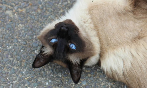 gatto siamese chocolate point