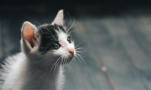 alimentazione per cuccioli di gatto