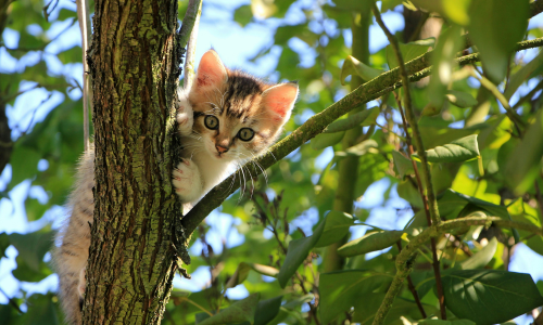 gattino cucciolo