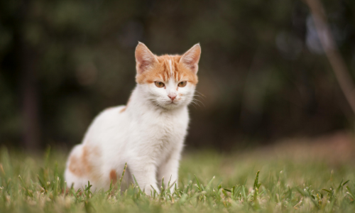 cibo kitten per gattini