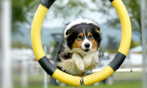 Border Collie addestramento