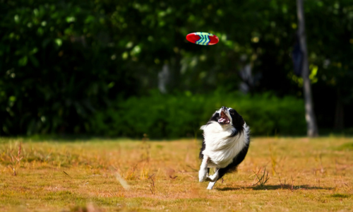 Border Collie gioca con il friesbie