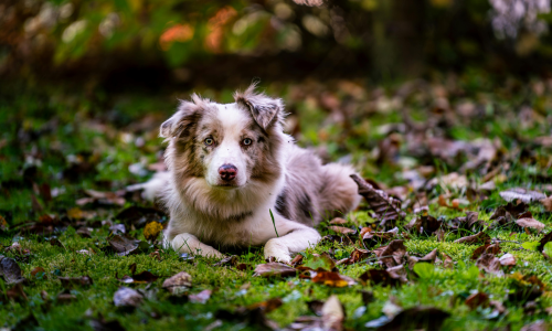 border collie blue merle