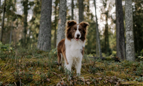 border.collie marrone