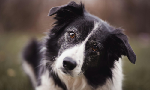 Border Collie nero