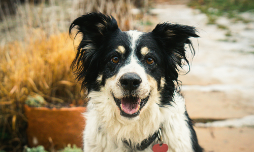 border collie tricolore