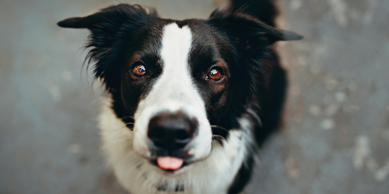 Tutto quello che devi sapere sul Border Collie: il cane intelligente per eccellenza cover