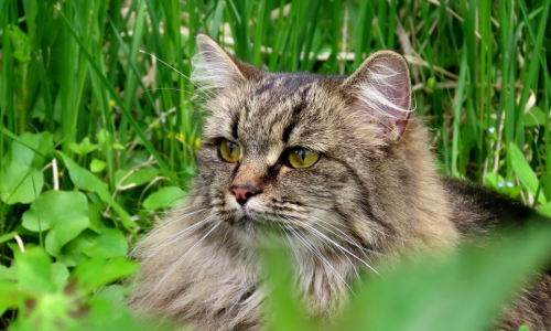 gatto siberiano delle foreste