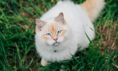 Gatto siberiano bianco con occhi azzurri