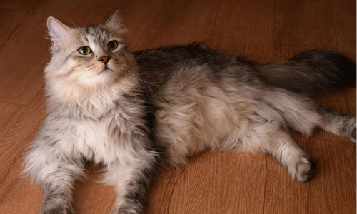 Gatto siberiano grigio con pelo lungo