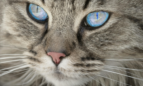 gatto siberiano con occhi azzurri