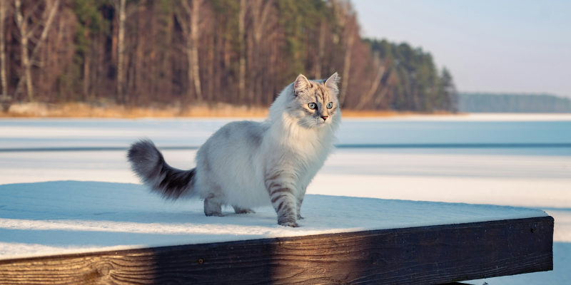 Gatto Siberiano: tutto quello che devi sapere su questa razza affascinante cover